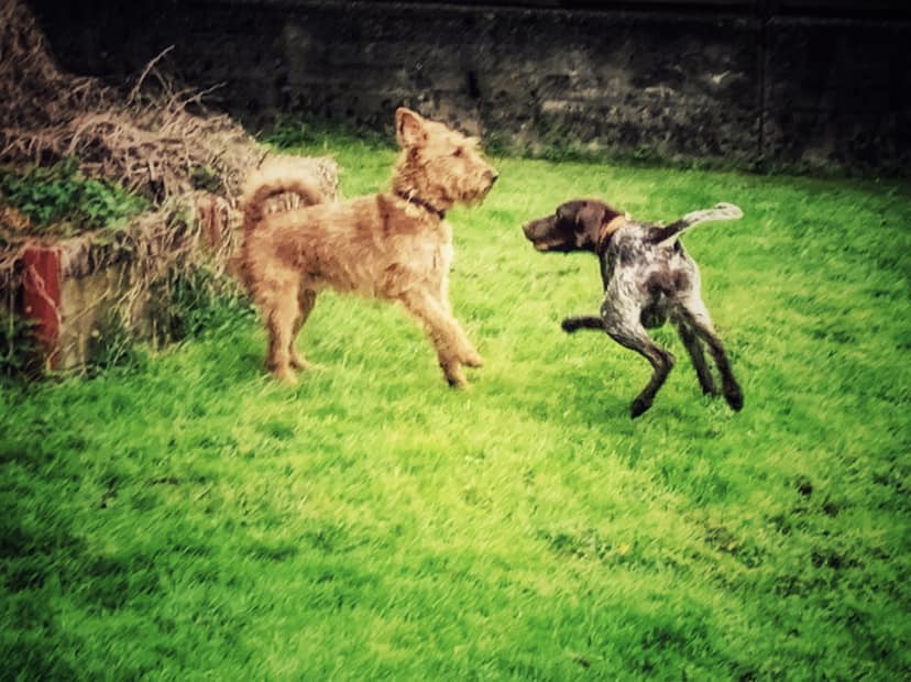 Hunde Spielen