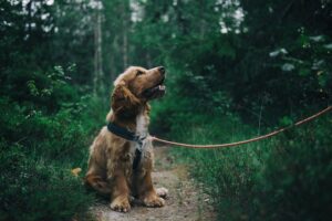 Der aufmerksame Hund