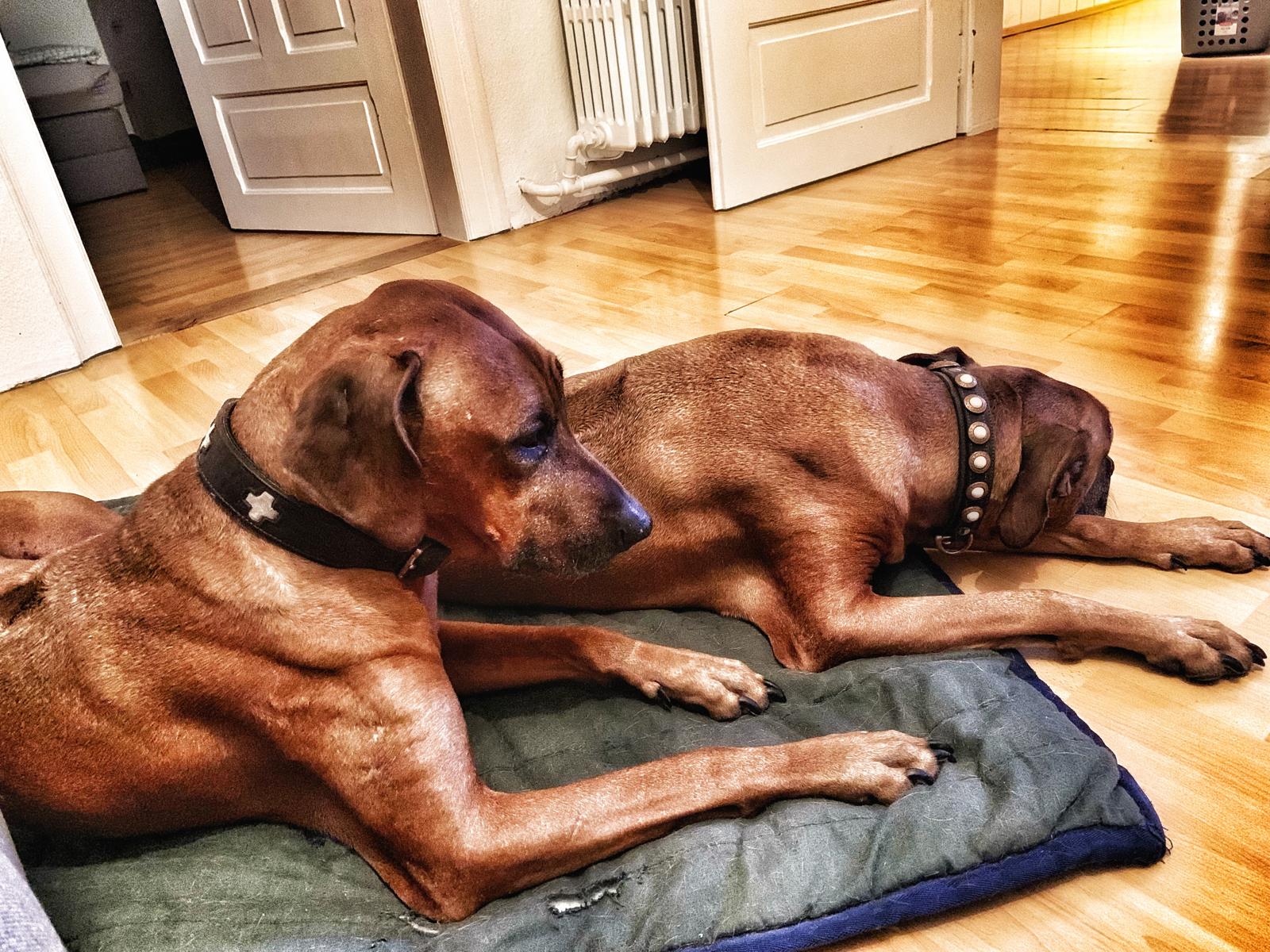 Rhodesian Ridgebacks zuhause