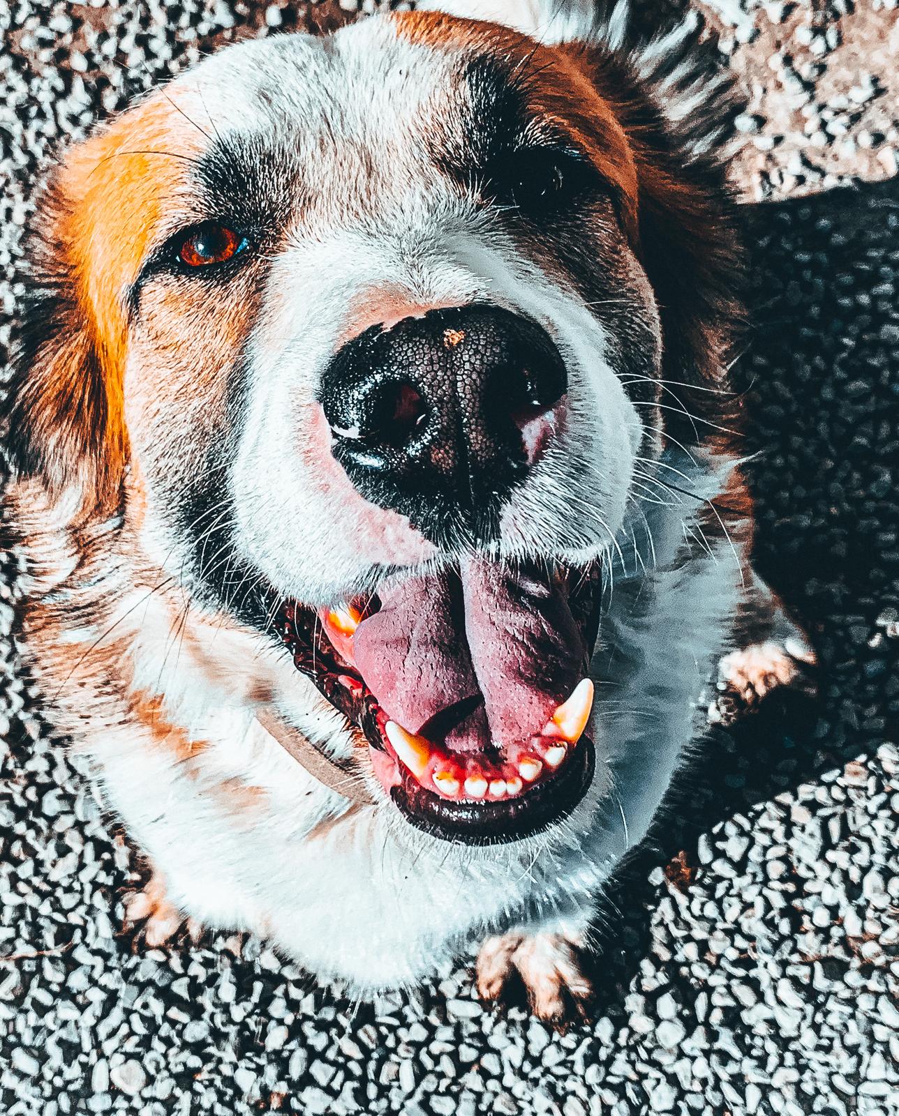 Hund Portrait