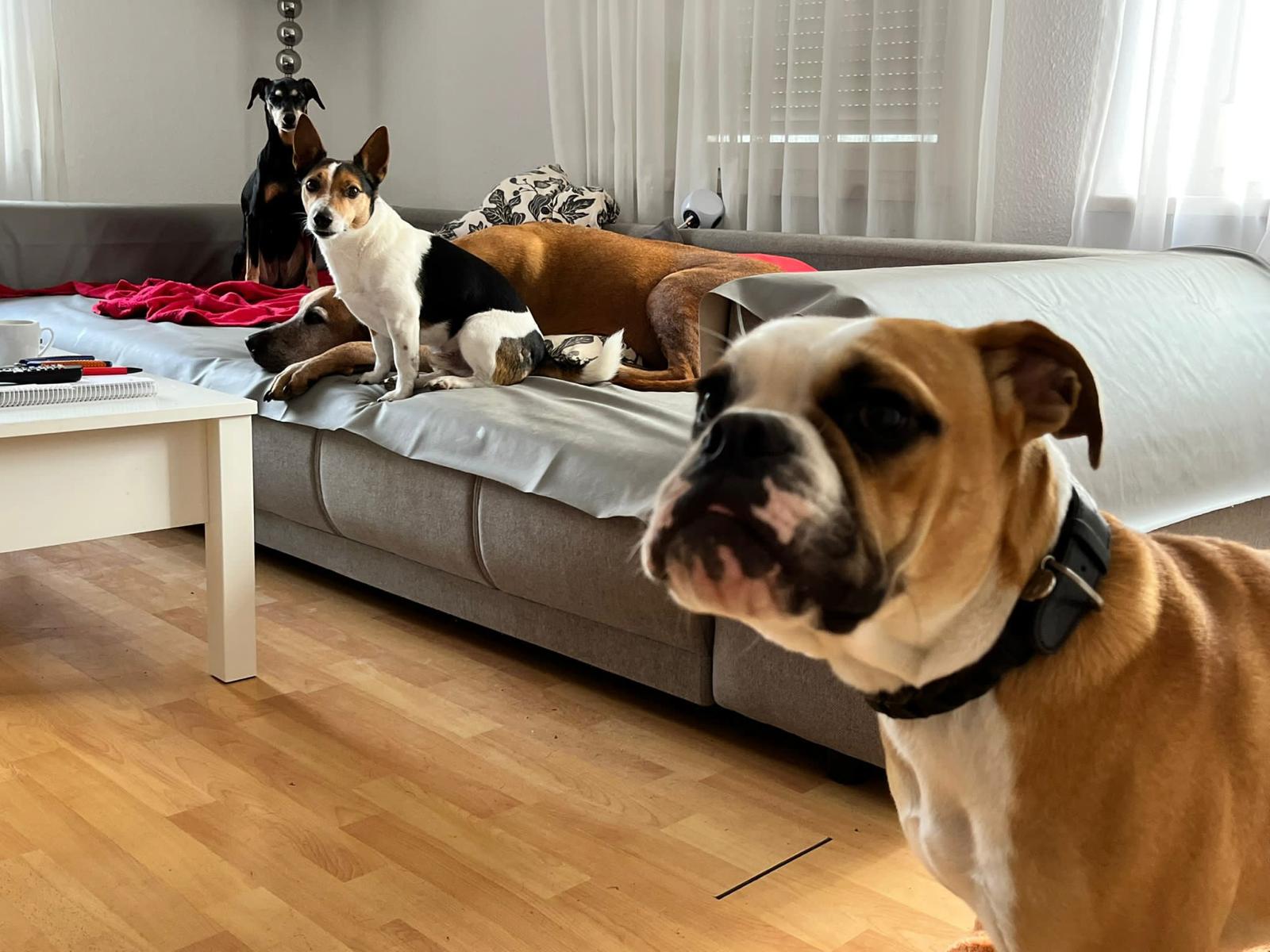 Hunde im Gruppentraining