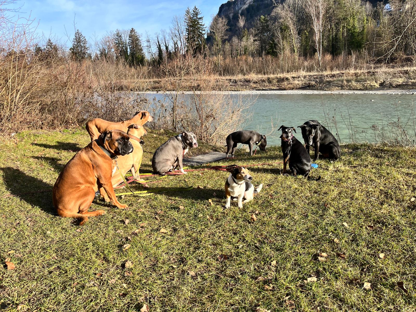 Hunde zuhause